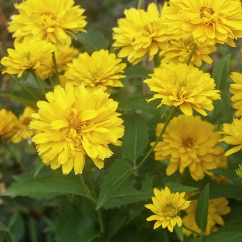 Double Flower Oxeyed Daisy  5 plants $15